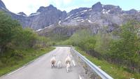 Lofoten-Rundfahrt (Fahrt nach Nusfjord)