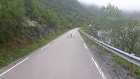 Lofoten-Rundfahrt (Fahrt nach Nusfjord...)