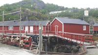 Lofoten-Rundfahrt (Nusfjord)