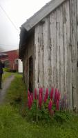 Lupinen