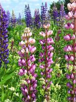 Lupinen