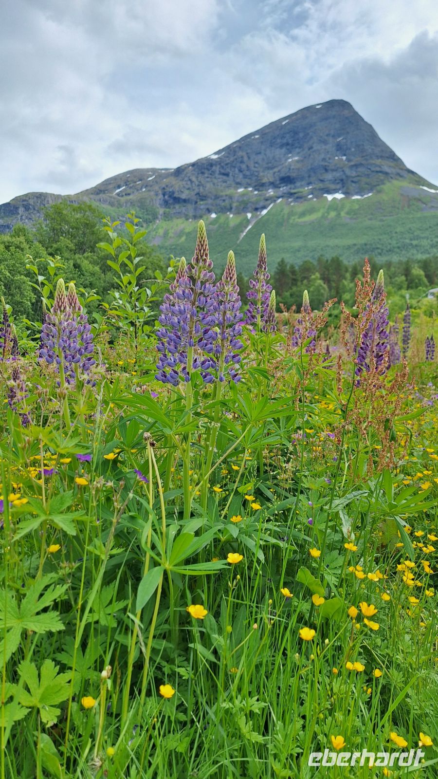 Lupinenblüte