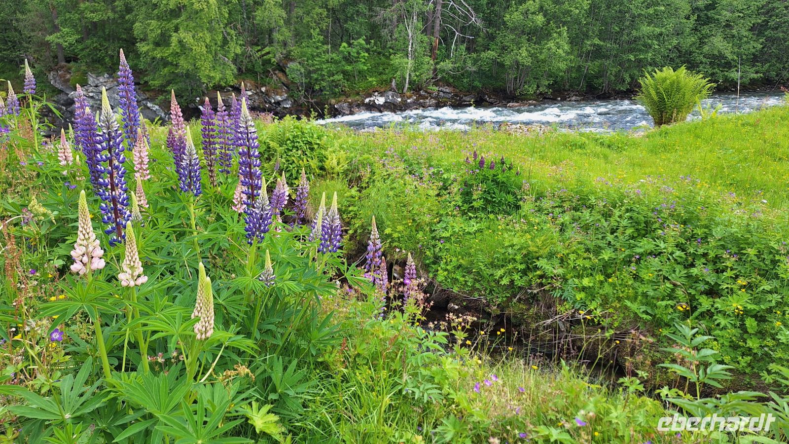 Lupinenblüte