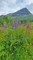 Lupinenblüte