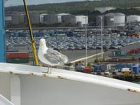 Möwe an Bord