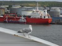 Möwe an Bord