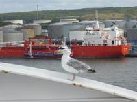 Möwe an Bord