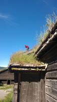 Maihaugen - Heuernte