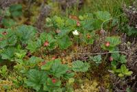 Maulbeeren