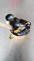 Miesmuscheln