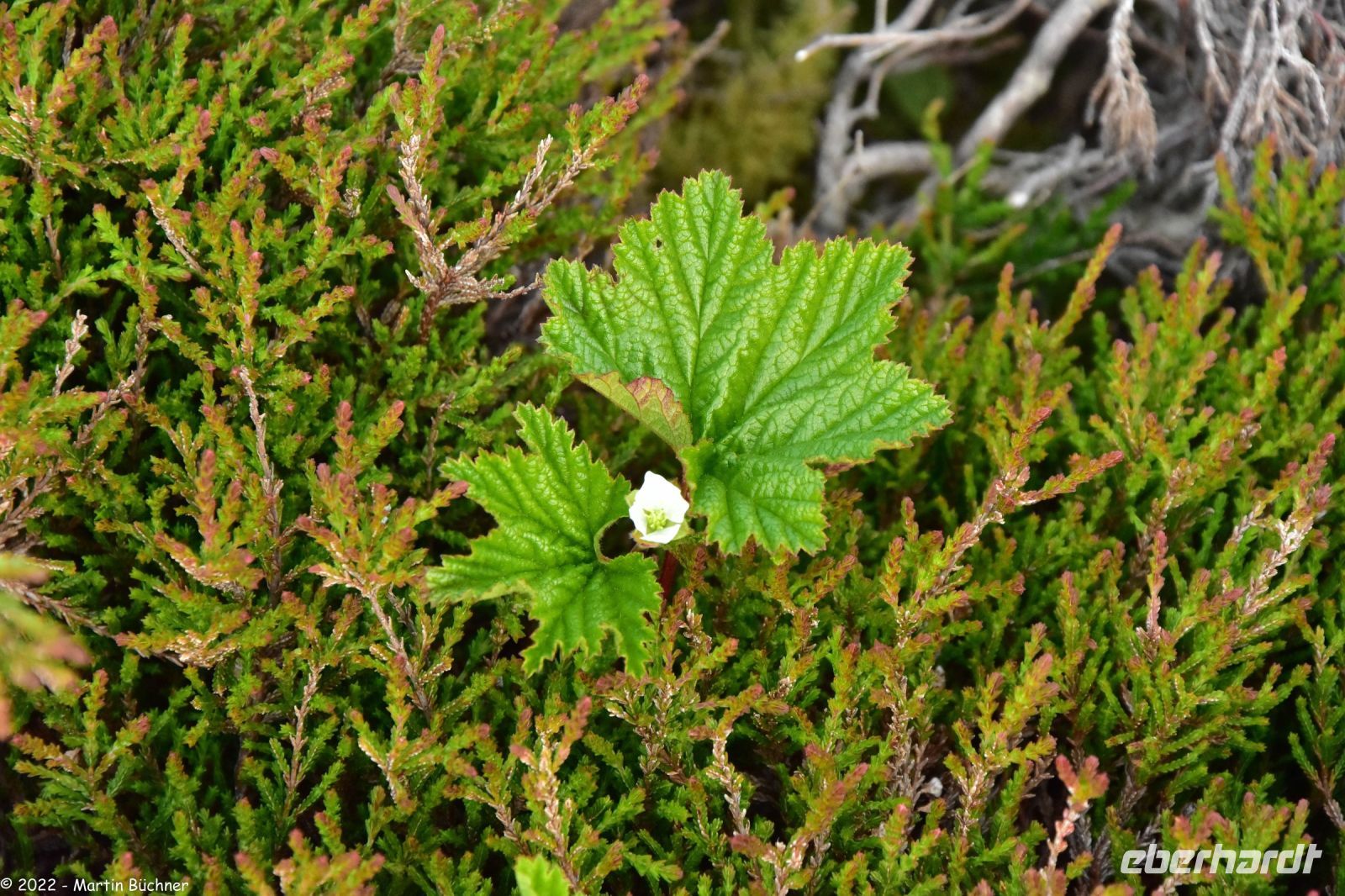 Moltebeere