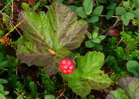 Moltebeere