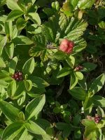 Moltebeere
