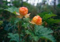 Moltebeeren