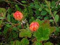 Moltebeeren