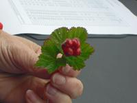 Multebeere