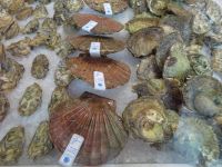 Muscheln