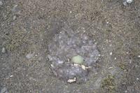 Nest Eideenten