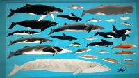 Norwegen - Tromso - Whale Watching mit interessanten Vorträgen an Bord.jpg
