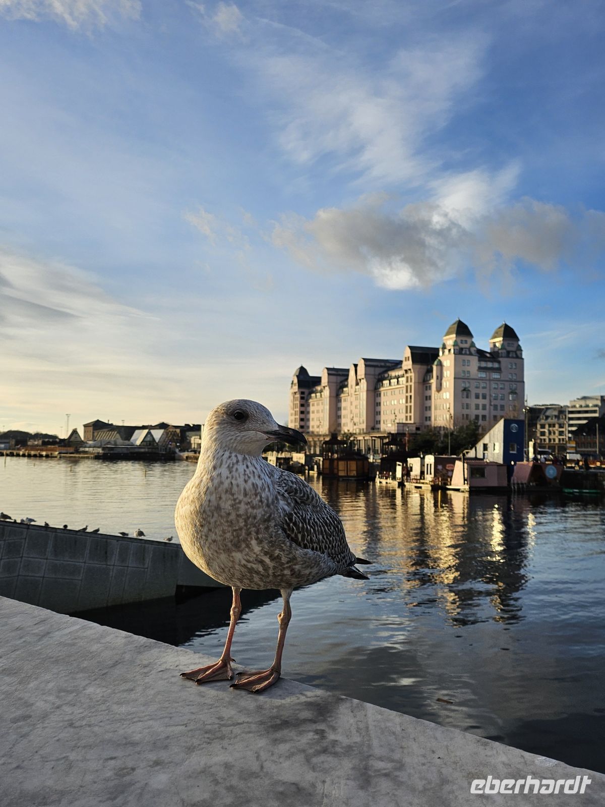 Norwegische Möwe