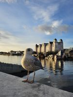 Norwegische Möwe