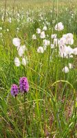 Orchideen und Wollgras