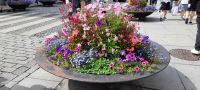 Oslo und die Blumen