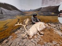 Polarmuseum (3)