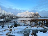Reine 