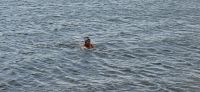 Reisebegleitung Ria beim Schwimmen im Arktischen Meer bei 5 Grad Wasser- und auch Lufttrmperatur