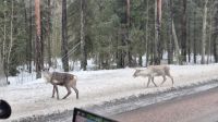 Rentiere auf der Straße