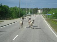Rentiere in Vuosto Finnland