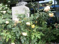 Rosen in Molde