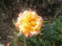 Rosenblüte im Park