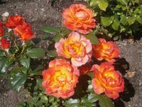 Rosenblüte