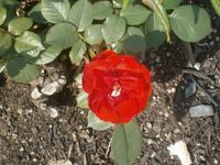 Rosengarten im Park