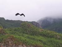 Seeadler