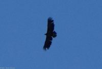 Seeadler