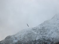 Seeadler