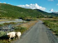Sognefjell