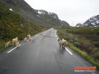Sognefjell