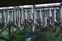Stockfisch