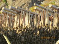 Stockfisch