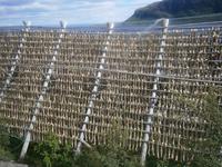 Stockfische