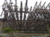 Stockfischgstellt 