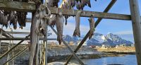 Trockenfisch in Henningsvaer