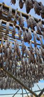 Trockenfisch in Henningsvaer