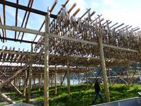 Trockenfisch in Mortsund