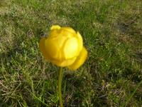 Trollblume 