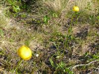 Trollblume 